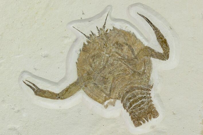 Eryon Crustacean - Solnhofen Limestone #130604